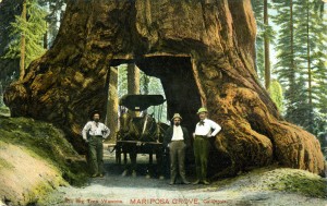 Big Tree Wawona. Mariposa Grove, California             
